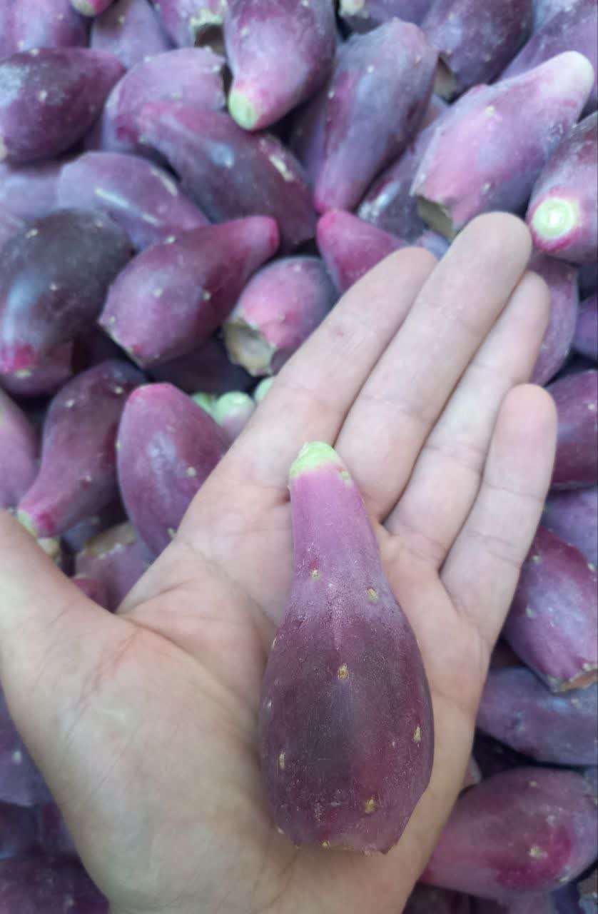 تصویر 1 از مرکز پخش عمده میوه کاکتوس هموفیسا