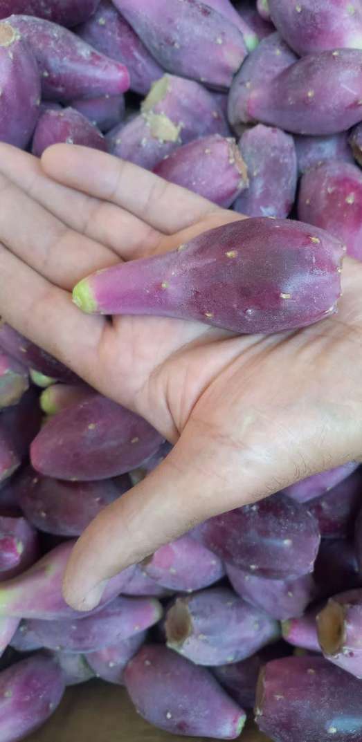 تصویر 5 از پخش عمده میوه کاکتوس هموفیسا
