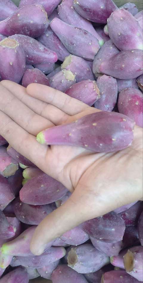 تصویر 5 از قیمت عمده میوه کاکتوس هموفیسا