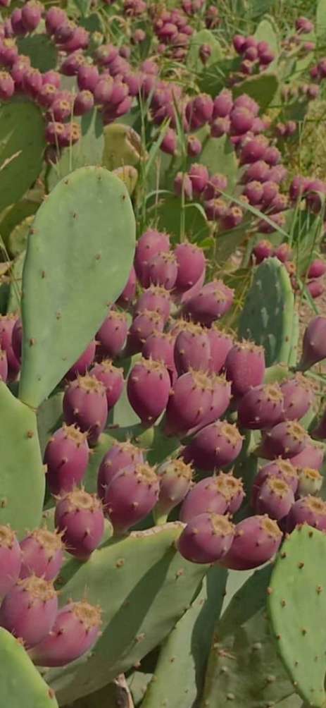 نهال کاکتوس