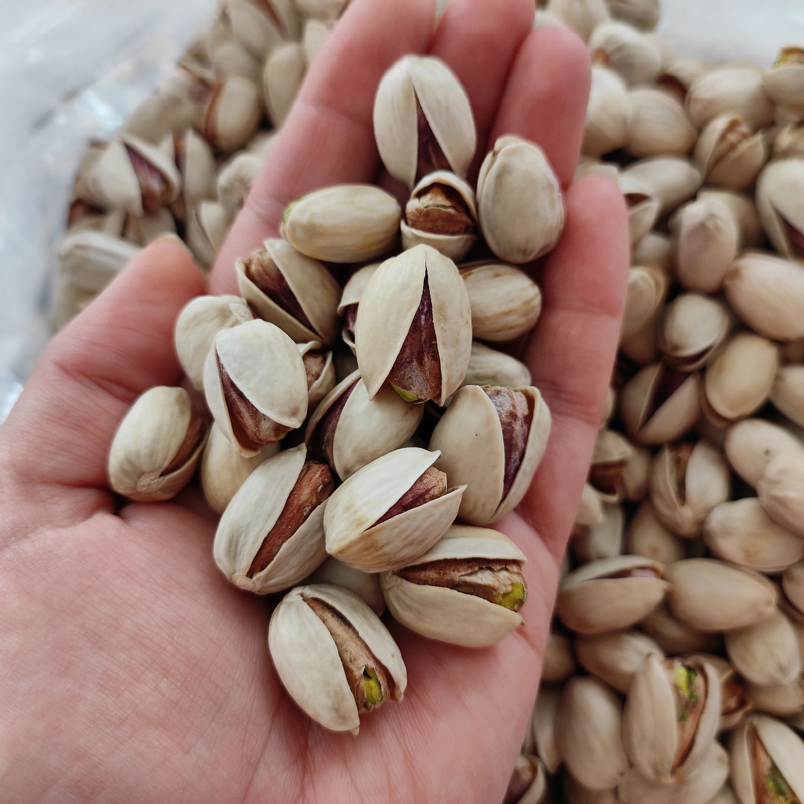 پسته کله قوچی صادراتی + جلوه ای ممتاز برای بازار جهانی + قیمت و خرید عمده