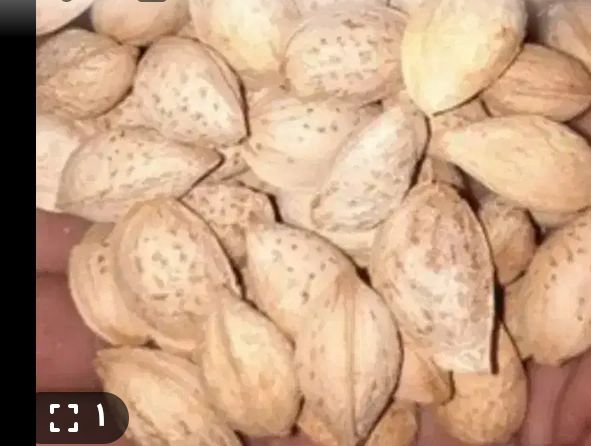تصویر 4 از بادام منقا مرغوب خرید به صرفه