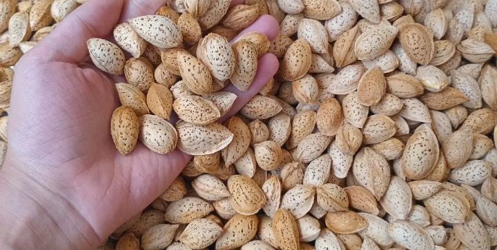 قیمت بادام درختی