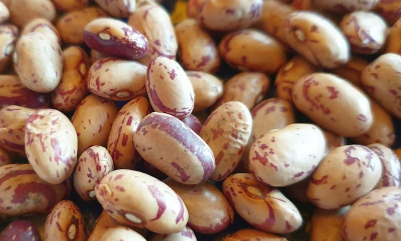 لوبیا چیتی