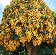 خرید شربت انبه