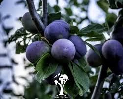 خرید پوره میوه