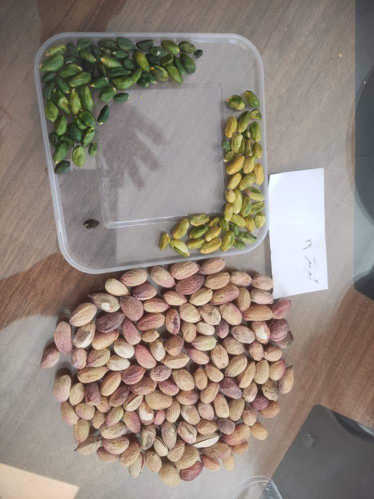 فروش کالک پسته با شرایط ویژه