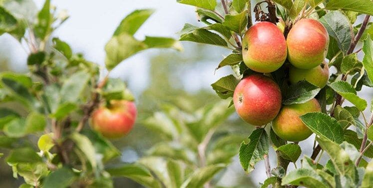 سیب گلاب بهاره مرغوب و آبدار برای مصارف متنوع