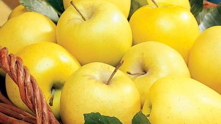 سیب زرد مشهد مرغوب برای بسته بندی های متنوع