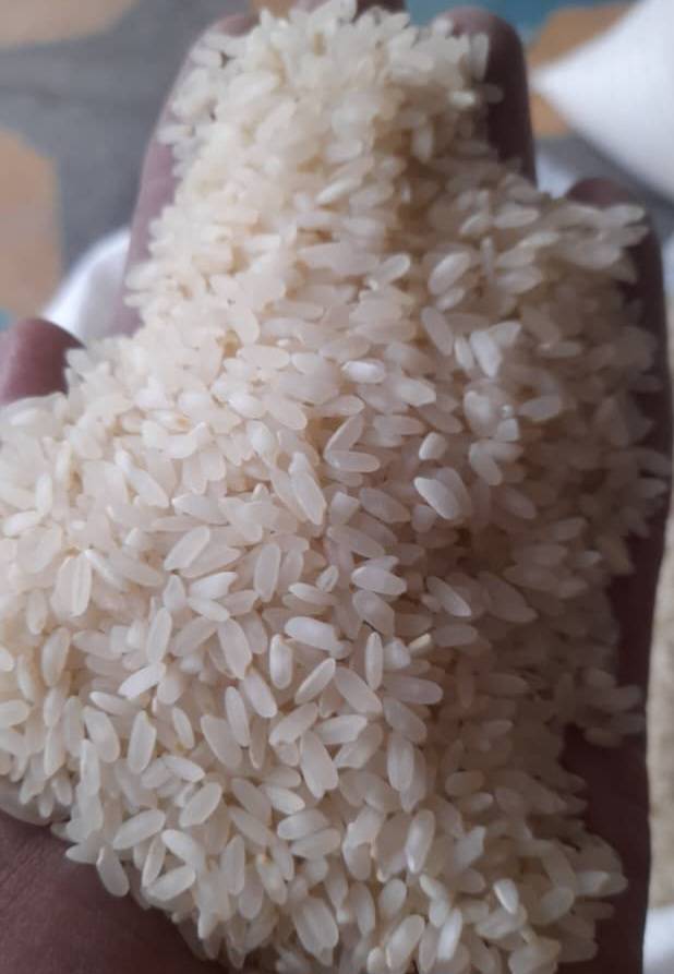 برنج چمپا