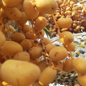 خرما زاهدی خارک با رنگ طبیعی و طعم شیرین مطلوب