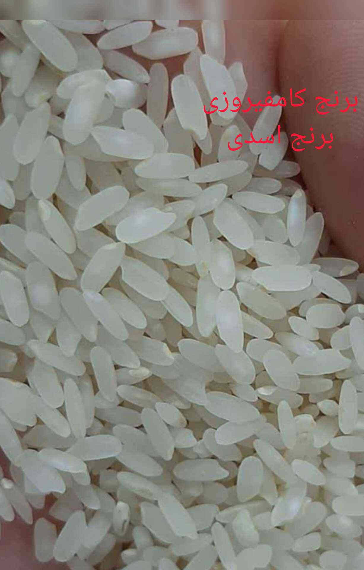 خرید برنج کامفیروز